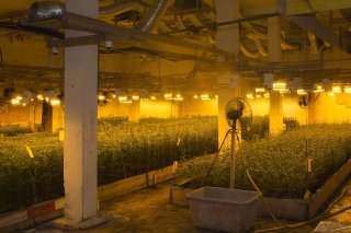 La méga plantation d'intérieur comptait 12'500 plants de chanvre destinés à la vente de cannabis THC. Elle a été saisie. Ses responsables ont été arrêtés et placés en détention préventive.
